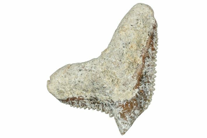 Tiger Shark (Galeocerdo Eaglesomi) Tooth - Dakhla, Morocco #321955